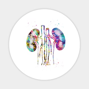 Kidneys anatomy Magnet